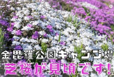 金毘羅公園キャンプ場の芝桜が見頃を迎えています! 小高い丘にある金毘羅公園では、春の陽気に誘われて芝桜が一面に咲き誇り、まるで花のじゅうたんのような絶景が広がっています✨【北竜町ひまわり観光協会・酒井優斗】