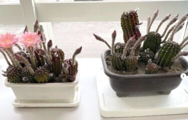 今年もまた生産者さんがサボテン 🌵 を飾ってくださいました。昨日はまだ咲いてはいませんでしたが今日2輪咲いていました。【みのりっち北竜】