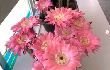 5月22日（木）今朝出動したらサボテンが満開に咲いていました ♪【みのりっち北竜】