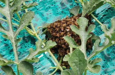 交配用の蜂さん、女王蜂が生まれたかなぁ？ハチ箱に捕獲。元気に働いてくれています【（株）高田】