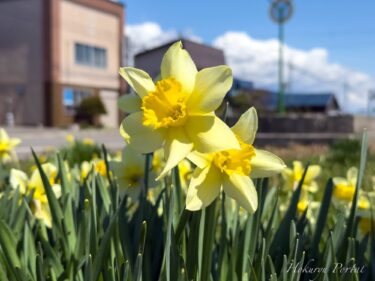 春の訪れを告げる花「黄水仙」