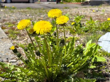 Dengan rasa terima kasih kepada bunga dandelion yang penuh energi dan kekuatan!