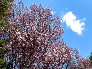桜の開花に心和らぐ季節