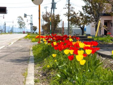 道路沿いの花壇に咲くチューリップさん
