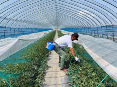 [Trồng dưa hấu hướng dương, cắt tỉa và lắp đặt cột đậu quả] Nông trại Takada Akimitsu [Hiệp hội sản xuất dưa hấu hướng dương Hokuryu]