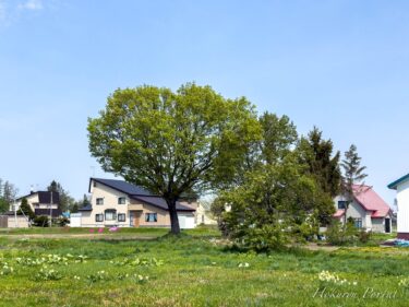 この木何の木、ハートの木！