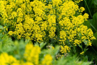 ビタミンカラーに輝く菜の花