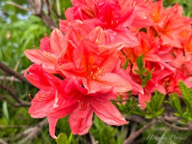朱橙色のレンゲツツジ（蓮華躑躅）人生を謳歌しているような華麗なる花