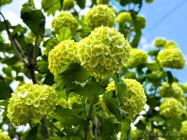 鶸萌黄（ひわもえぎ）色の「ビバーナム・スノーボール」