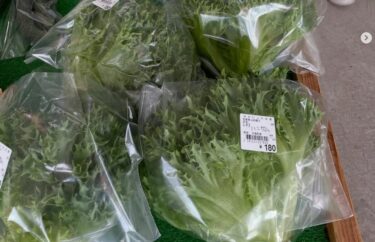 野菜も少しづつですが増えて来ましたよ😊 リーフレタス🥬、ほうれん草、キューリ、アスパラ、白カブと有ります【みのりっち北竜】