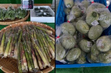 6月8日（日）只今笹たけのこが入りました ♪  今晩たけのこご飯にいかがでしょうか？【みのりっち北竜】