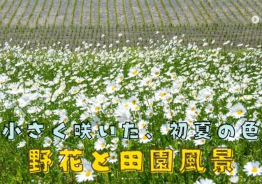 Pazartesi, 9 Haziran'da, pirinç ekimi işi tamamlandıktan sonra, yemyeşil pirinçlerin yetiştiği tarlaların yanında güzel beyaz ve açık mavi kır çiçekleri açıyordu. [Hokuryu Kasabası Ayçiçeği Turizm Derneği, Yuto Sakai]