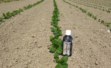 畑の様子をお伝えしていきます。5月半ばに種まきし、6月10日撮影時ではきれいに出ていました【黒千石事業協同組合】