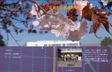 6月17日（火）1･2年「人権の花」～人権の花を8年ぶりに植えました。子ども一人にプランターを一つ。花苗を植えます【真竜小学校】