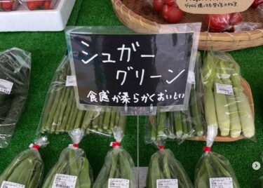 シュガーグリーン 🫛 のまめが入りました。北空知産の麗月 🍅 も入りました ♪ ブロッコリー 🥦、キャベツ、ひまわり西瓜 🌻 🍉 も沢山あります【みのりっち北竜】