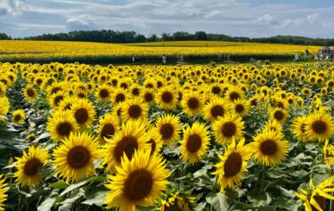 6月19日(木)今日は17人で練習でした。今日は10月に予定されている札幌の合唱団との交流演奏会でご披露する曲を検討しました【北竜町ひまわりコーラス】