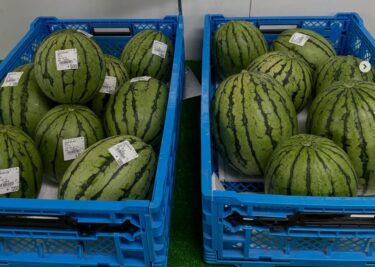 22 Haziran (Pazar) Madderball karpuzları 🍉🍉🍉 geldi ♪ Tatlı ve çok lezzetliler. Ayrıca çok sayıda ayçiçeği karpuzumuz var ♪ [Minorich Hokuryu]