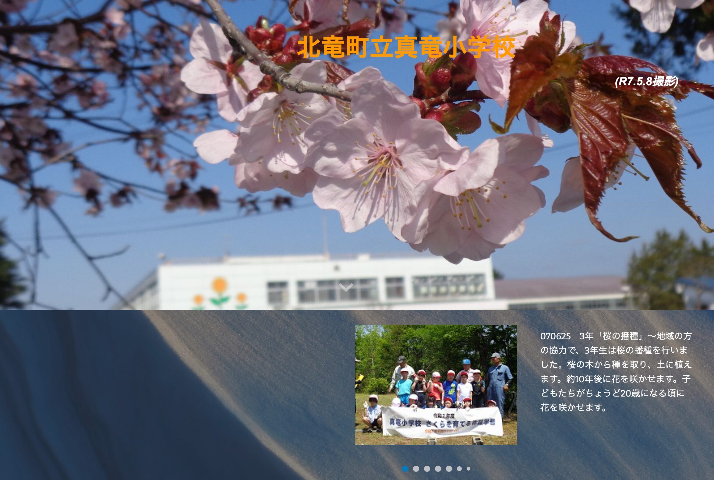 6月25日（水）3年「桜の播種」～地域の方の協力で、3年生は桜の播種を行いました。桜の木から種を取り、土に植えます。約10年後に花を咲かせます【真竜小学校】