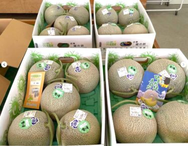 5月25日（水）お待たせいたしました。ひまわりメロン🍈🍈🍈 初入荷しました。今年も立派なメロンが出来ました【みのりっち北竜】