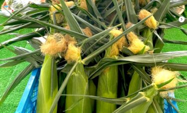 6月29日（日）の初物はサニーショコラのとうきび。大きくて新鮮です ^_^  他にも今日は野菜が色々、メロン🍈、西瓜🍉も沢山揃えてあります。【みのりっち北竜】