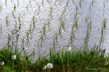 春風に揺れる早苗さん