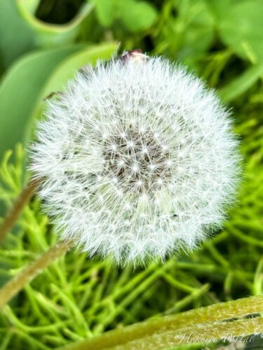 Malaikat putih pembawa mimpi: "Bulu dandelion!"