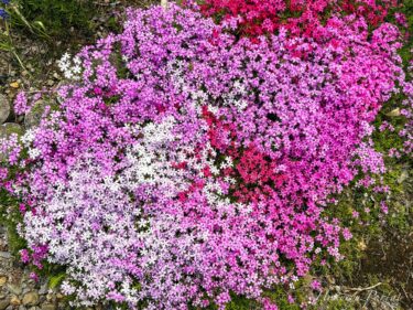 ピンクのグラデーションのフラワーアートを描く「芝桜」