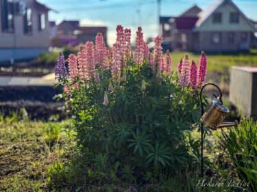 生きる喜びを感じさせる花「ルピナス」