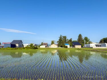 田んぼに映り込む青と緑の風景