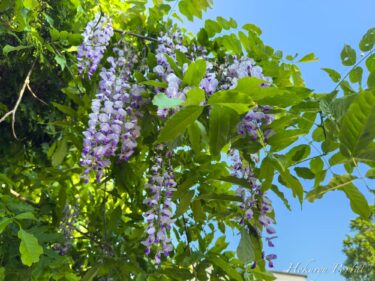 高貴な色と香りをヤマフジ