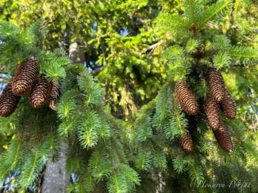 ลูกสนขนาดใหญ่ที่บรรจุเกลียวทองคำแห่งจักรวาล