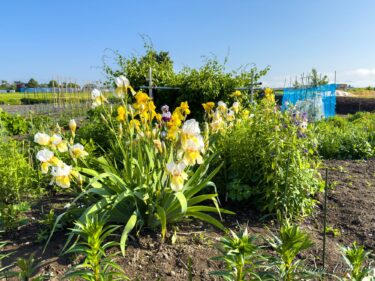 Qəlbi sakitləşdirən şən rəngi olan iris üçün təşəkkürlə!