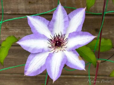 不思議な魅力を秘めた花「クレマチス」