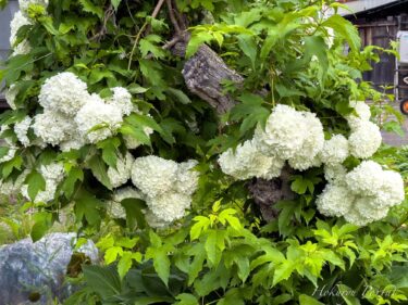 心揺れるアナベルの美しさ！
