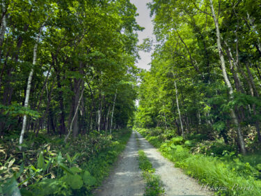癒しの白樺樹林の小径