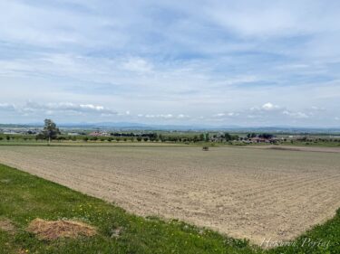 緑芽生える「ひまわりの里」