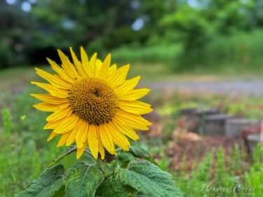 Parlak ışık yayan sevimli bir ayçiçeği