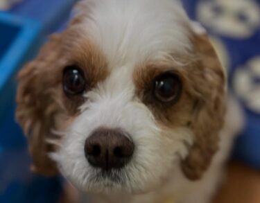 ☀️🌞 5 Haziran (Perşembe) Poster kızımız "Mei-chan" ve "Mutfak Haruharu"ya verdiğiniz destek için hepinize teşekkür ederiz 🙇【Mutfak Haruharu】