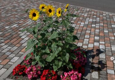 温泉前の花壇のひまわり 🌻🌻🌻 が咲きだしました。100輪咲のサンフィニテイ【みのりっち北竜】