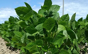 ทิวทัศน์ทุ่งถั่วเหลืองคุโรเซ็นโงคุประจำสัปดาห์นี้ ✨ โตขึ้นเยอะเลย! [สหกรณ์ธุรกิจคุโรเซ็นโงคุ]