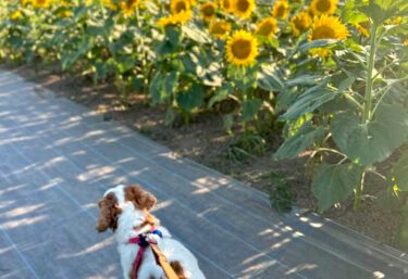 ひまわりとりくしゃん🌻 今日ひまわりの里にりくしゃんと散歩に行って来ました【Kitchen晴晴】