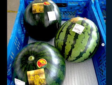 Có rất nhiều loại dưa hấu 🍉 khác nhau, nhưng hôm nay chúng ta có quả dưa hấu lớn đầu tiên, Kinjiro Rao. Nó vàng ươm, ngọt lịm và rất ngon 🍉🍉🍉 [Minorich Hokuryu]