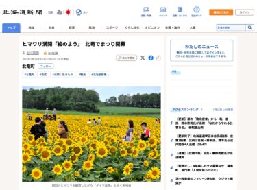 Hokuryu'da festival başlarken ayçiçekleri "bir resim gibi" açtı [Hokkaido Shimbun Dijital]