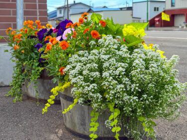 Hokuryu qəsəbəsində Wadzumachi avtobus dayanacağının yanında quraşdırılmış zərif çiçək qabı!