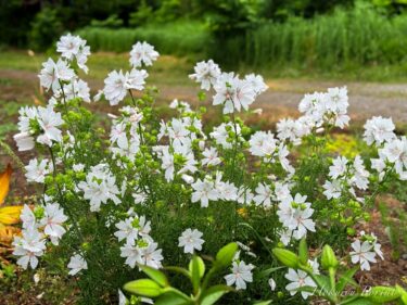 柔和で穏やかなお花「ムスクマロウ」