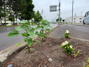 ขออธิษฐานให้ดอกทานตะวัน 100 ดอก "ซัน อินฟินิตี้" เติบโตอย่างแข็งแรง!