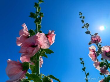 "Hoa ngày lễ" nở rộ hướng về bầu trời