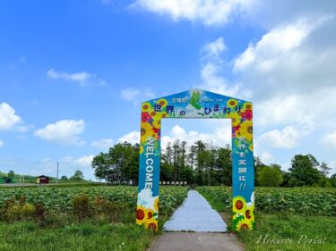 7 जुलाई (सोमवार) सूरजमुखी गांव पुष्प स्थिति: दुनिया भर में सूरजमुखी स्वस्थ रूप से बढ़ रहे हैं!