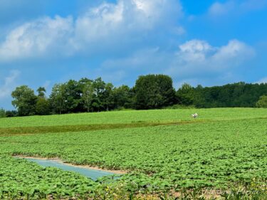 7月7日（月）ひまわりの里開花状況：元気にスクスク成長中です！