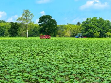 7月7日（月）ひまわりの里開花状況：ダイワのひまわり迷路のゲートデザインリニューアル！